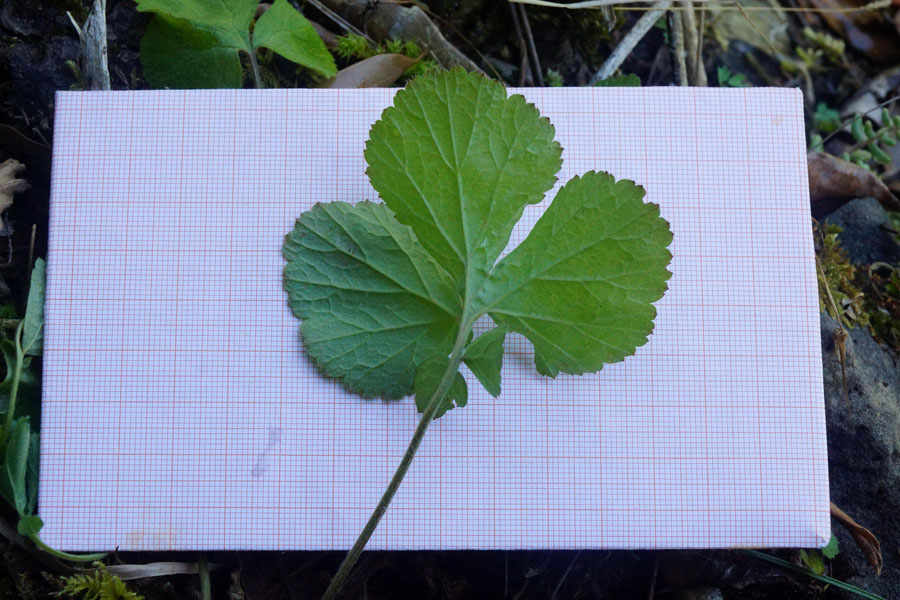 Geum urbanum - foglie basali